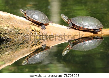 Pair of Painted Turtles Basking on a Log - Old Ausable Channel,  Pinery Provincial Park, Ontario, Canada
