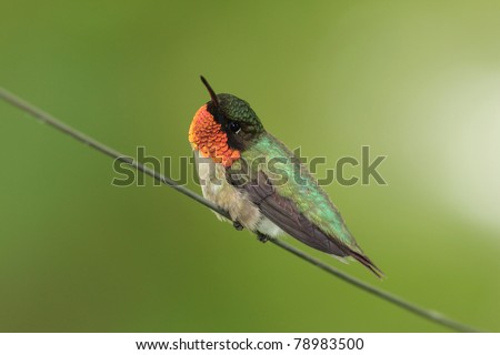 Male Ruby-throated Hummingbird (Archilochus colubris)