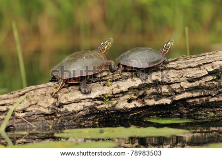 Painted Turtle (Chrysemys picta) Basking on a Log - Old Ausable Channel, Pinery Provincial Park, Ontario, Canada
