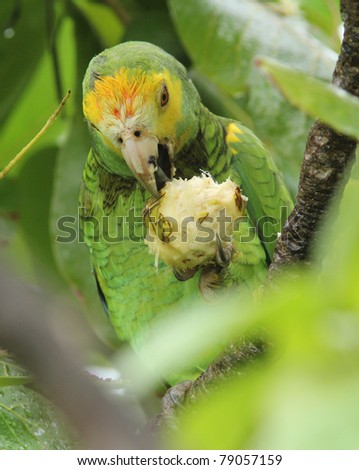 Yellow shouldered Parrot (Amazona barbadensis) Feeding on Almonds - Bonaire, Netherlands Antilles