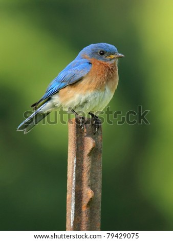 Male Eastern Bluebird (Sialia sialis)