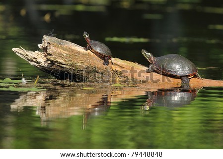 Pair of Painted Turtles (Chrysemys picta) and Dragonfly on a Log - Old Ausable Channel, Pinery Provincial Park, Ontario, Canada