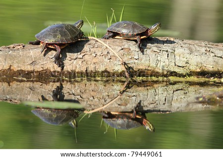 Two Painted Turtles (Chrysemys picta) Sunning Themselves on a Log - Old Ausable Channel, Pinery Provincial Park, Ontario, Canada