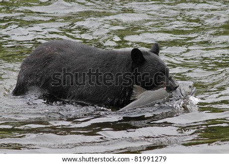 Black Bear Catching Coho Salmon in Alaskan Stream