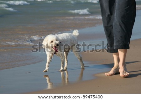 Wet Small White Dog next to Owner’s Legs on a Sandy Beach