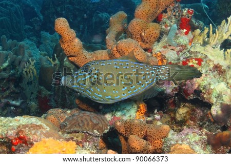 Scrawled Filefish (Aluterus scriptus) - Cozumel, Mexico , marine, salt water, ecosystem, water, colourful, ocean, sea, aluterus scriptus