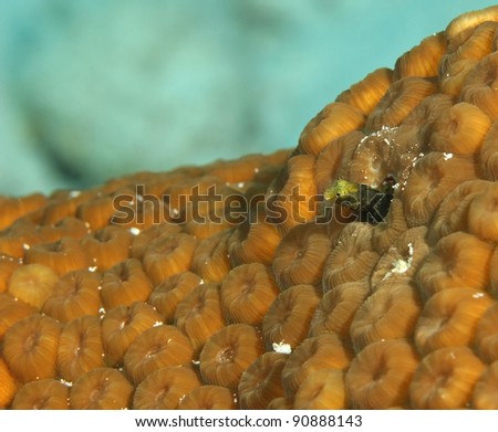 Secretary Blenny  (Acanthemblemaria maria) Hiding in a Coral Reef - Bonaire, Netherlands Antilles