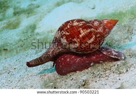 Tulip Snail