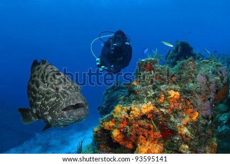 Huge Black Grouper (Mycteroperca bonaci) and Scuba Diver on Coral Reef - Cozumel, Mexico