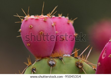 Prickly Pear Cactus Fruit - Arizona