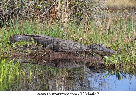 American Alligator (Alligator mississippiensis) on the banks of the Suwannee River - Okefenokee Swamp Wildlife Refuge, Georgia