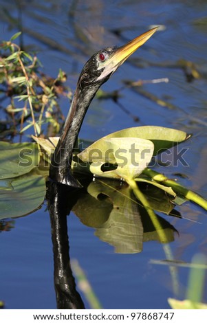 American Anhinga (Anhinga anhinga) Swimming with Head Out of Water - Everglades National Park, Florida