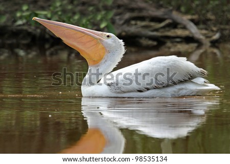 Endangered American White Pelican (Pelecanus erythrorhynchos) Swimming in a Pond with the Pouch of its Beak Extended - Everglades National Park