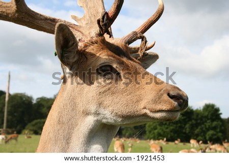a male deer head shot