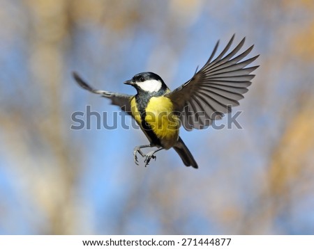 Autumn flight of the Great Tit (Parus major) near the feeder