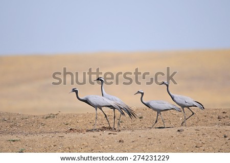 Family of Demoiselle Cranes in Steppe