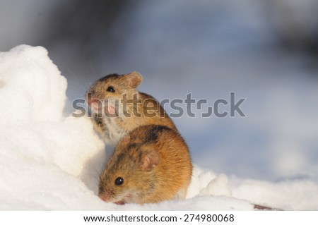 Friendly couple of mice in snowdrift