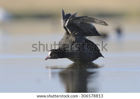 Flapping wings Coot (Fulica atra) in the morning at Manych lake. Kalmykia, Russia