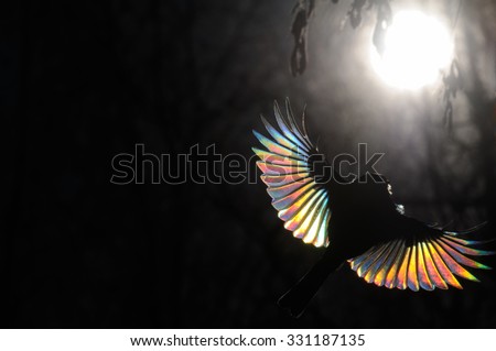 People need special conditions to see a rainbow. Just similarly you have to choose a Firebird. The passerine with sun ray diffraction on tiny feathers.  Great Tit, Parus major