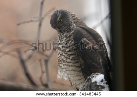 Eurasian sparrowhawk (Accipiter nisus) waits for passerines near the feeder at the window. Moscow, Russia