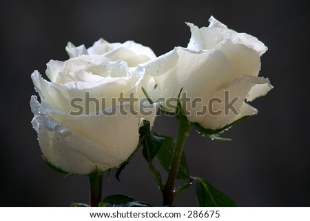 white rose with dew