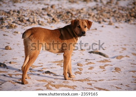 Gold dog on the nature. Winter background.