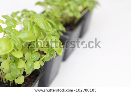 Basil plants in plastic pot.