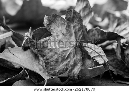 Black and White Leaves Macro