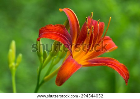 Vibrant Orange Day Lily