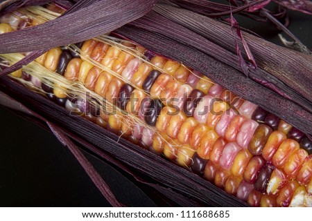 Colorful indian corn from my garden.  Love the colors in these.