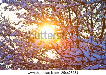 Blazing sun shining though tree branches with fresh fallen winter season snow.