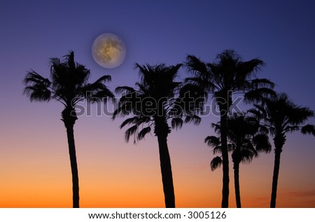 Tropical Palm Trees with a beautiful sunset with colors of burning orange fading to deep purple with a full moon..