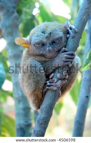 World\'s smallest cute monkey. The tarsier from from Bohol, Philippines.