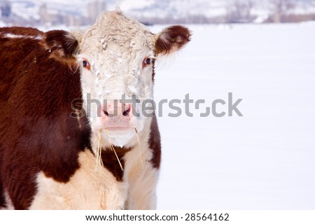 A brown pink nose cow with hay hanging out of its mouth and steam coming out of her nose. On a white snowy background.