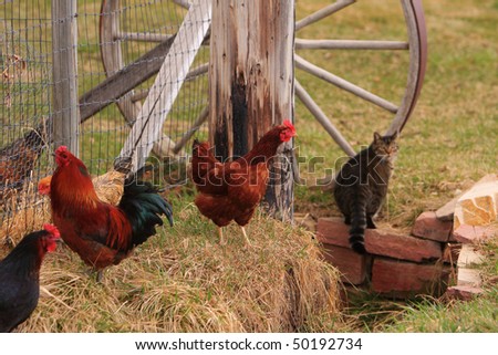 On the farm  three chicken birds and a can with part of a wagon wheel in the background.