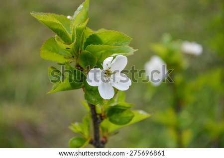 single cherry blossom on a green twig with fresh foliage