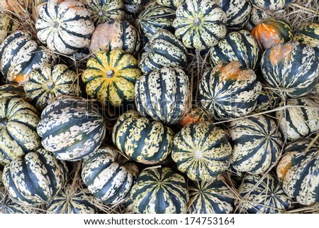 a lot of acorn squash on the ground