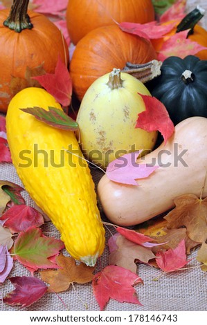 Fall season decoration with pumpkin, hard squash, and foliage maple leaves