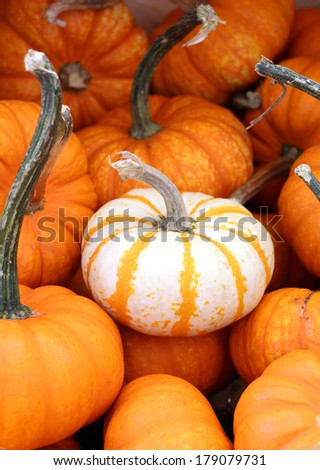 many mini pumpkins at market place (distinct white pumpkin)