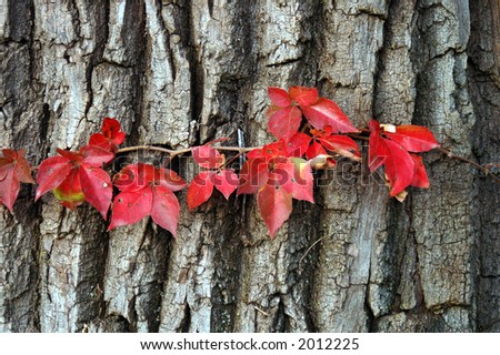 vine (beech) on the big tree (birch) in autumn season (close up)