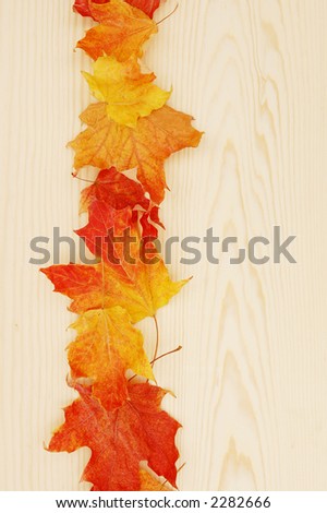 sweet maple leave line up on pine (for background uses)