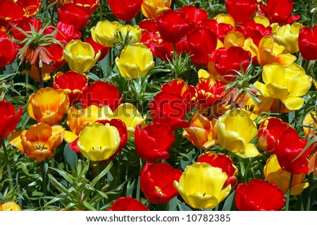 Crown Imperial flower mix with Darwin tulips