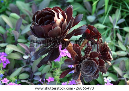 Purple Crest Aeonium (Orpine family)