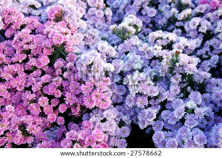 Purple Mums Flowers