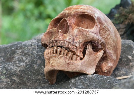 Still life, human skull on the rock