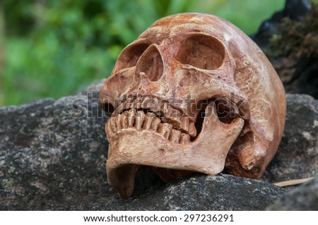 human skull on the rock