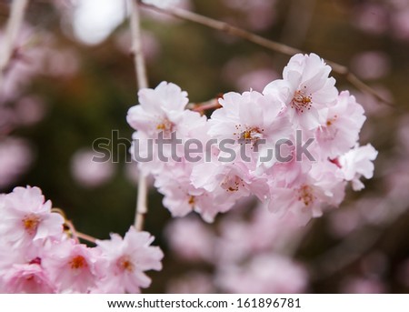 Pink cherry blossom along the pathway in springtime,  Japan
