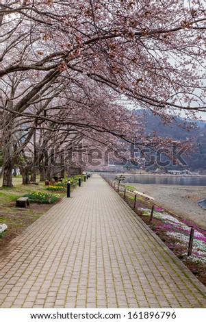 Pink cherry blossom trees along the pathway in spring,  Kawaguchi Japan