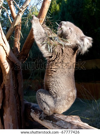 little Koala bear in Australia