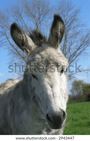 head of a donkey one the green grass in a farm in belgium